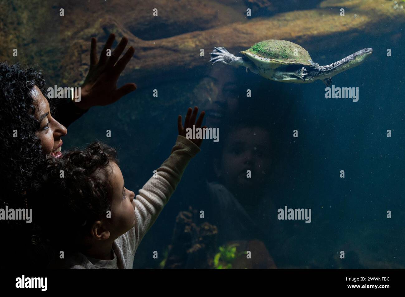 London, UK.  25 March 2024. Visitors Sonika Tapley and Kaiyan Tapley (aged 2) view a Roti snake-necked turtle (Chelodina mccordi) at a preview of the new Secret Life of Reptiles and Amphibians experience at London Zoo, ahead of its opening to the public on Friday 29 March.  Credit: Stephen Chung / Alamy Live News Stock Photo