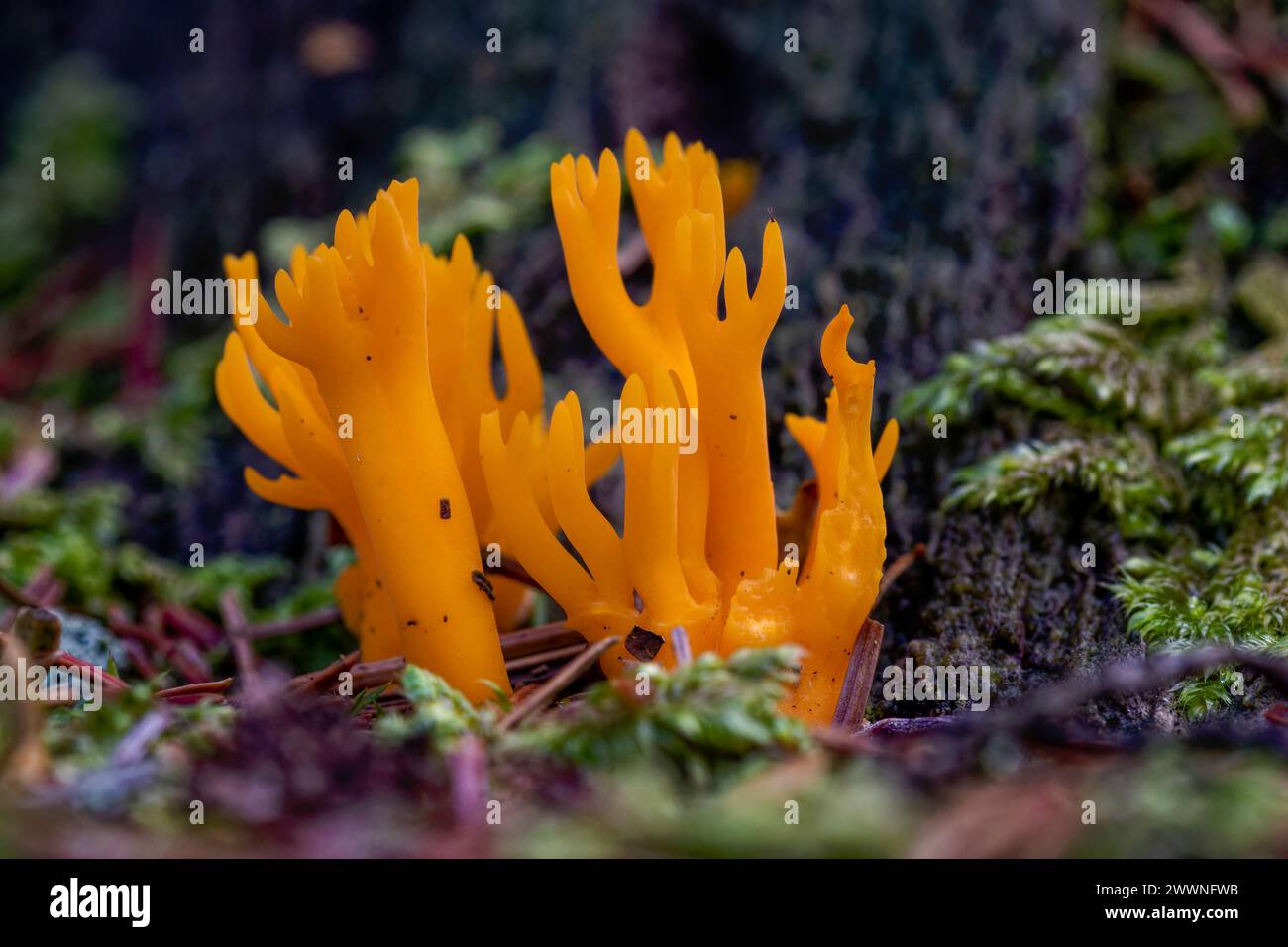 Bright Orange Stagshorn Fungus (Calocera viscosa) Growing on a Rotting Pine Stump With Moss. Great Torrington, Devon, England. Stock Photo