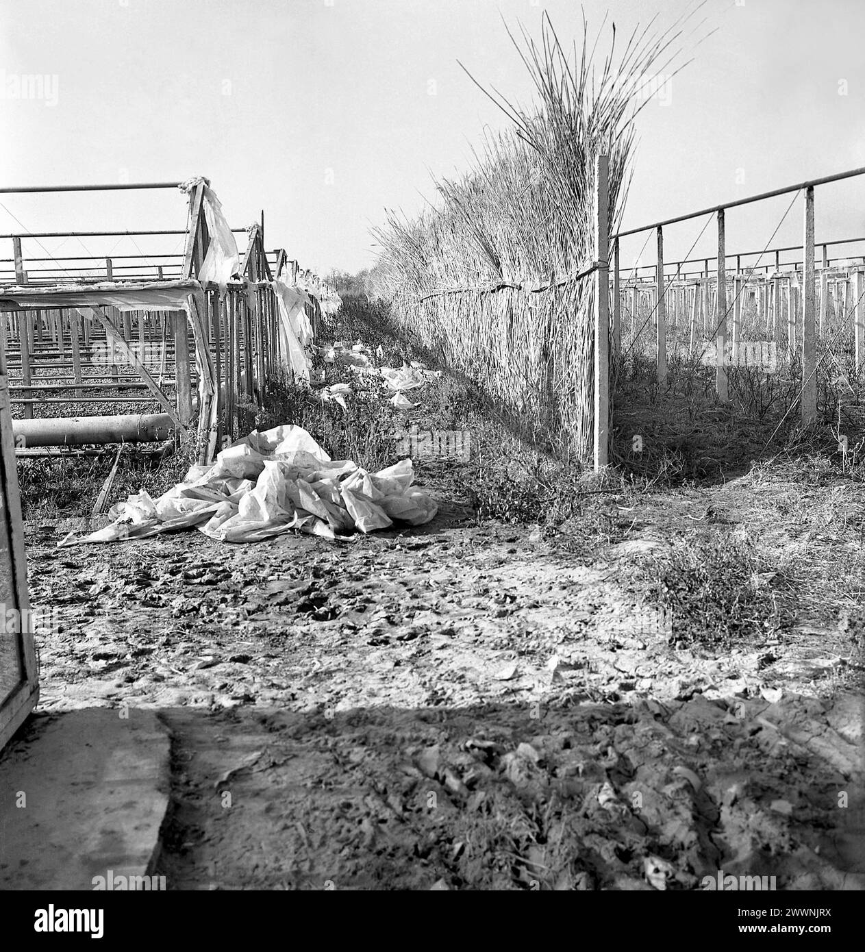 State Negligence Black And White Stock Photos Images Alamy state-negligence-black-and-white-stock-photos-images-alamy