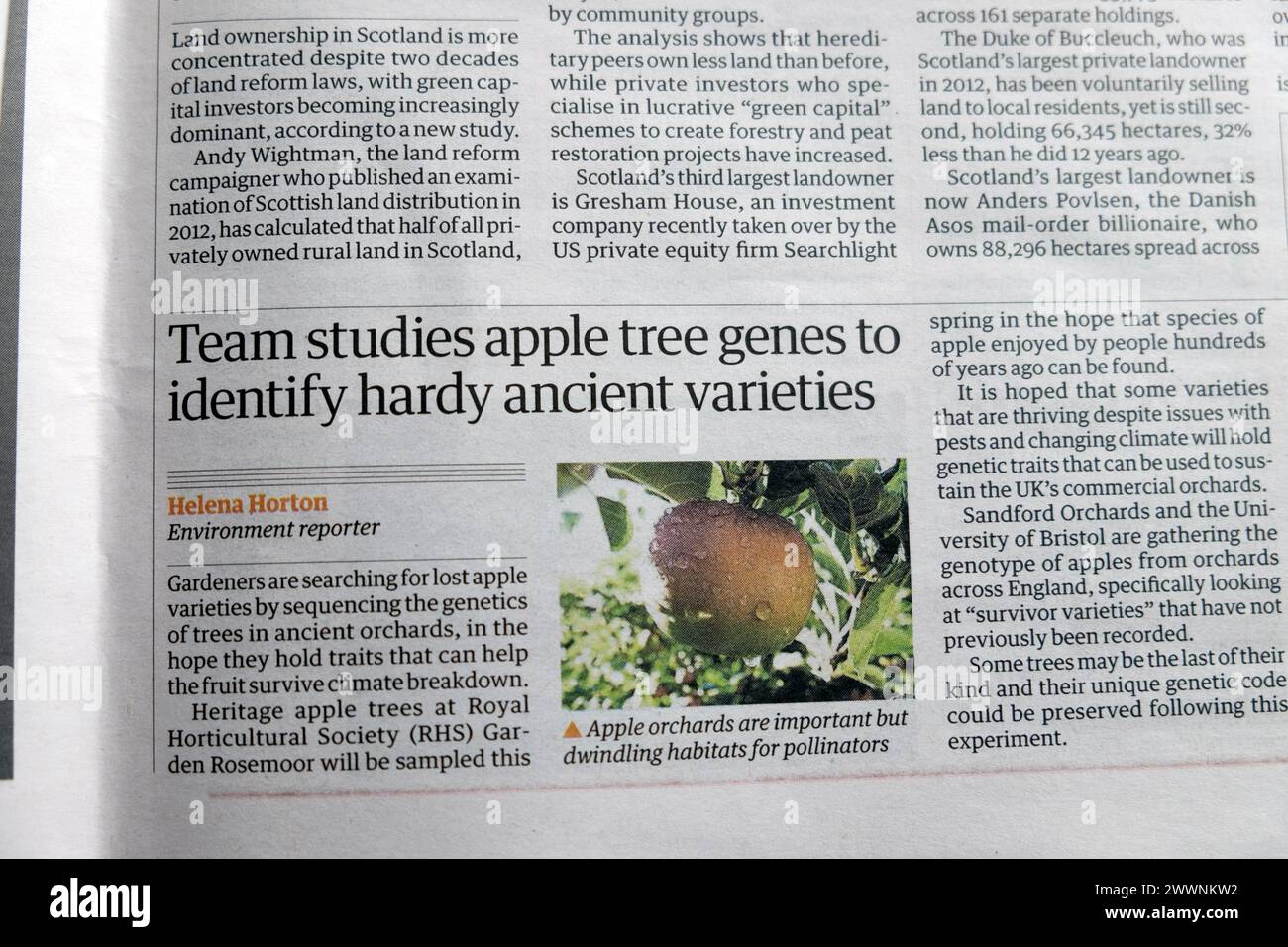 'Team studies apple tree genes to identify hardy ancient varieties' Guardian newspaper headline apple article Stock Photo