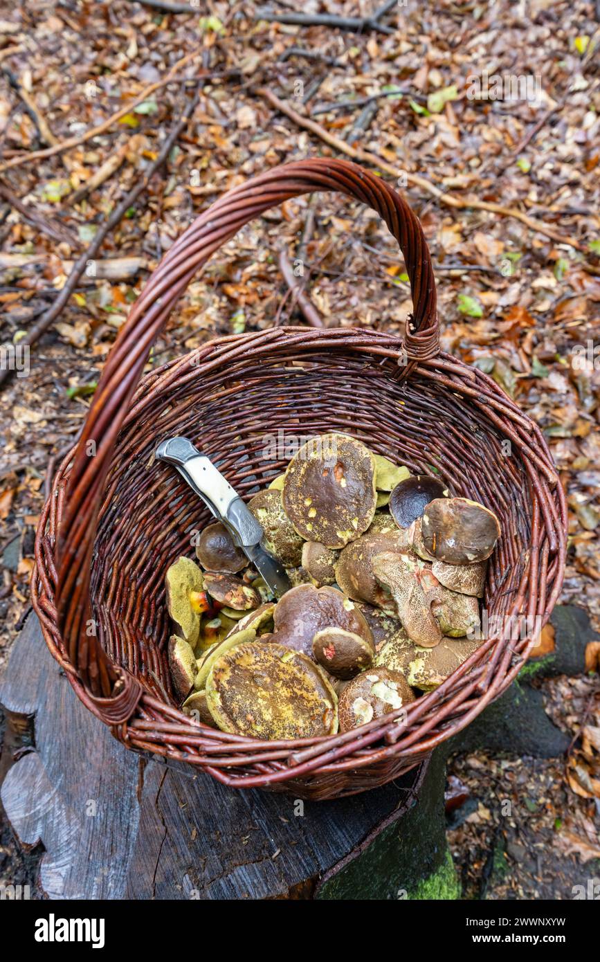 Traditional mushroom picking in forests of Czech Republic Stock Photo