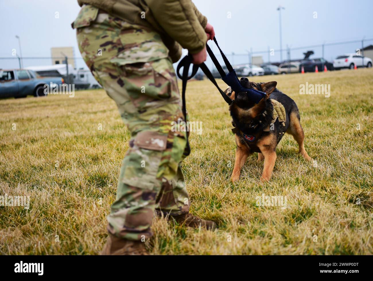 U.S. Air Force Senior Airman Courtney Burns, Military Working Dog (MWD) Handler, 436th Security Forces Squadron, conducts training with Toni, MWD Drug Detector Dog assigned to the squadron, Feb. 23, 2024. Certified MWDs contribute to the security measures against narcotics. Toni's training encompasses the detection of heroine, marijuana, and methamphetamine.  Air Force Stock Photo
