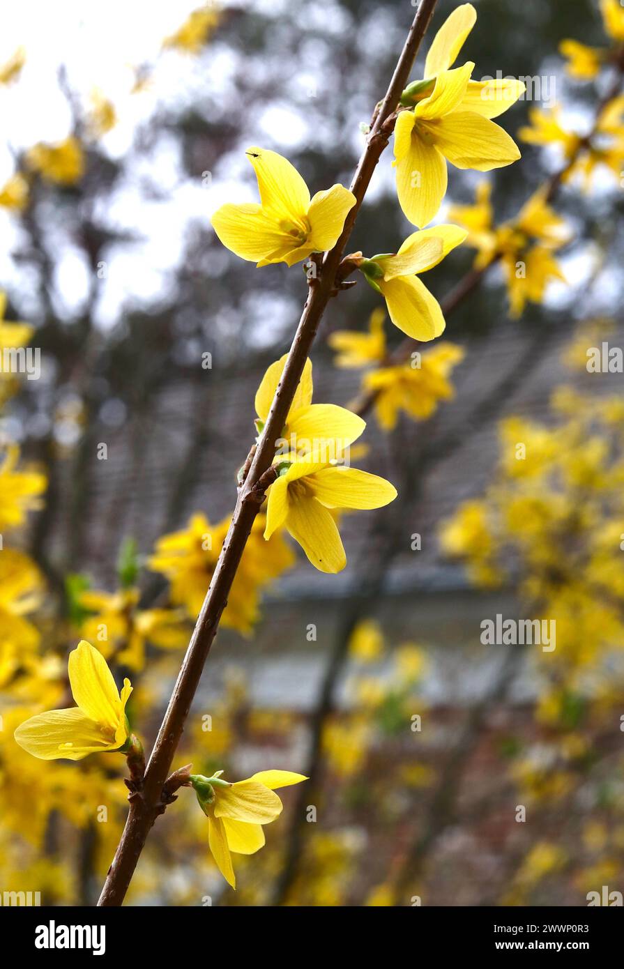 Forsythia Branch With Yellow Blossoms Stock Photo