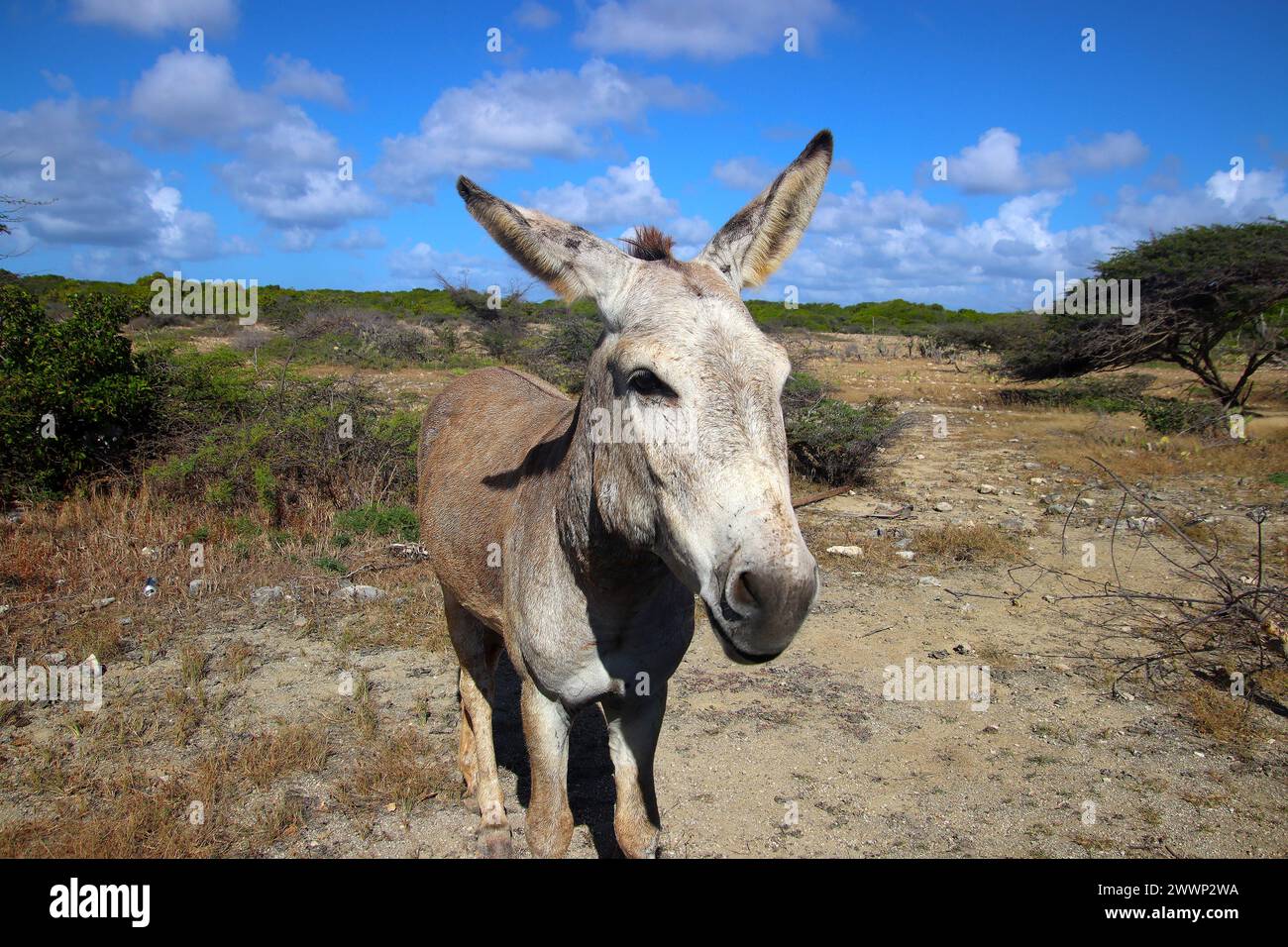 Wild cute feral donkey begging for food, Bonaire Island, Caribbean Netherlands Stock Photo