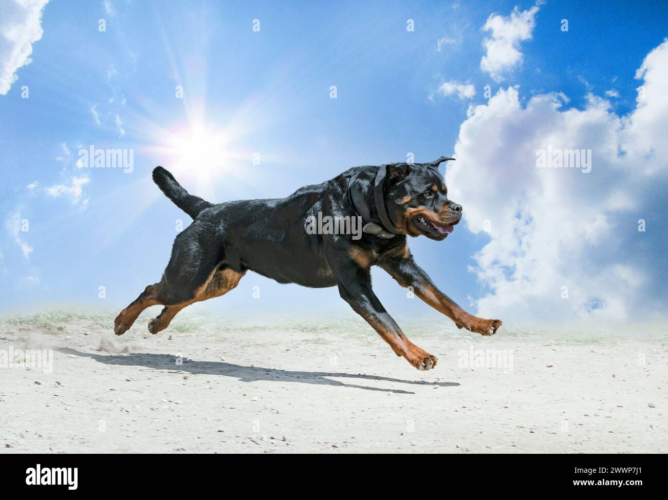 Sport Rottweiler young rottweiler training for protection sport and police Stock Photo ...