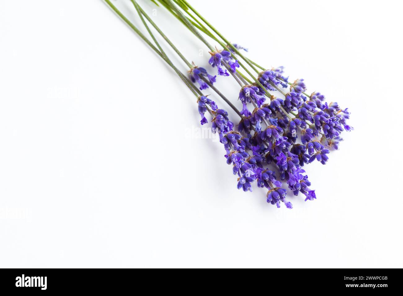 Lavender flowers isolated on white background Stock Photo - Alamy