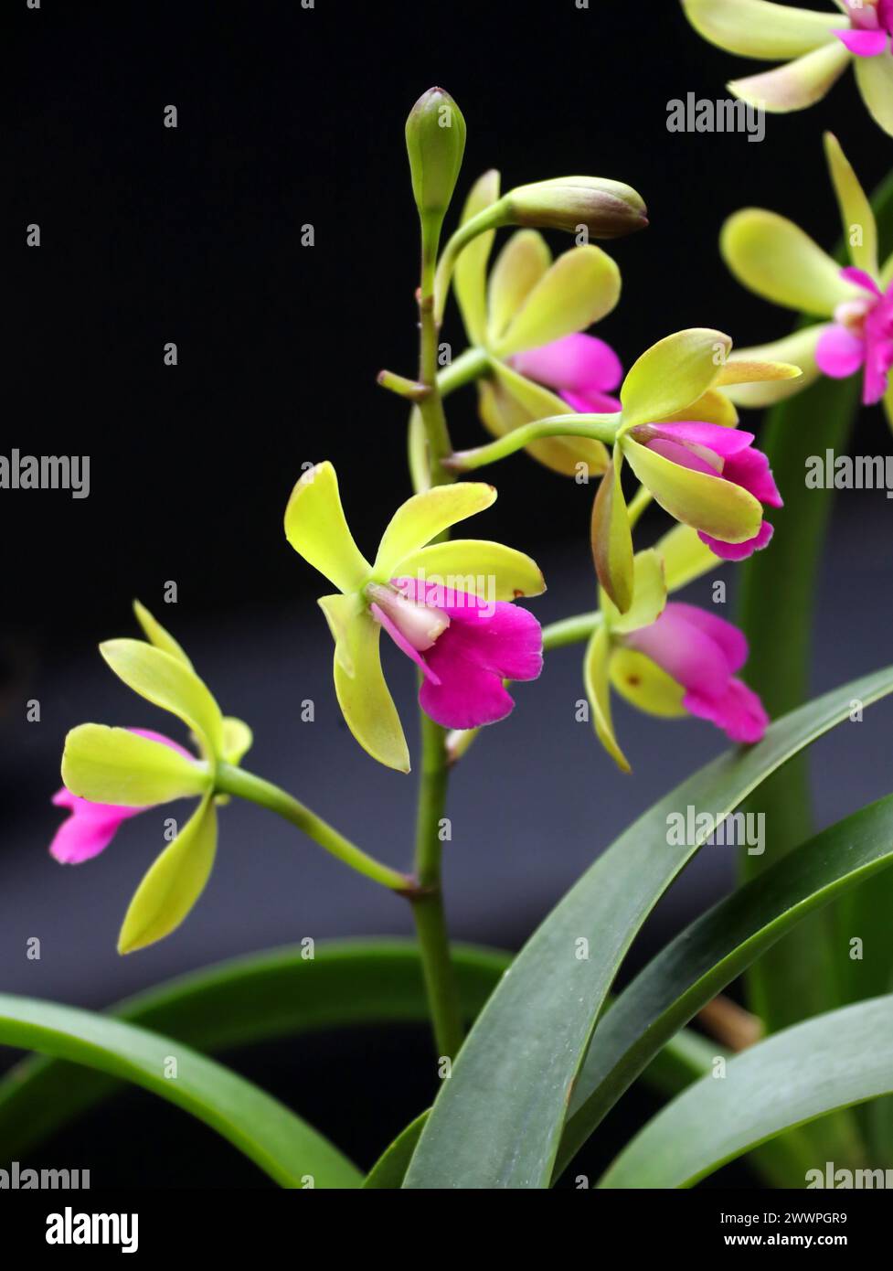 Orchid, Epidrobium Hybrid Robertsara Green Wonder, Epicyclia Mabel Kanda x Cattianthe Loog Tone, Orchidaceae. Stock Photo