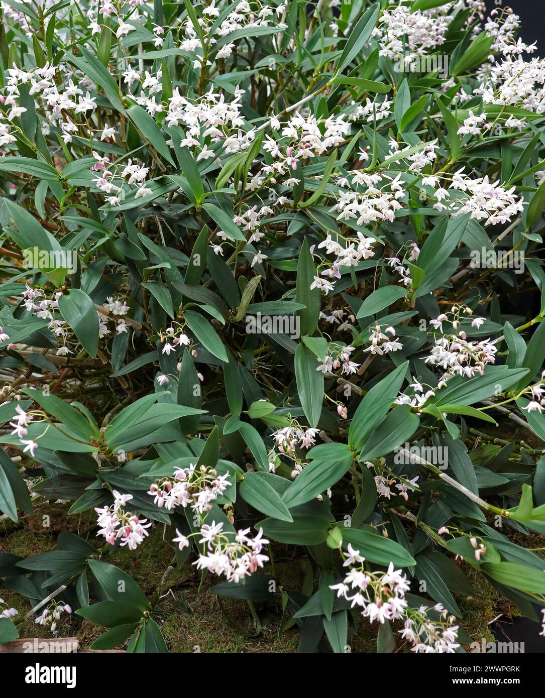 Orchid, Dendrobium delicatum, Dendrobiinae, Orchidaceae. Dendrobium is a genus of mostly epiphytic and lithophytic orchids. Stock Photo