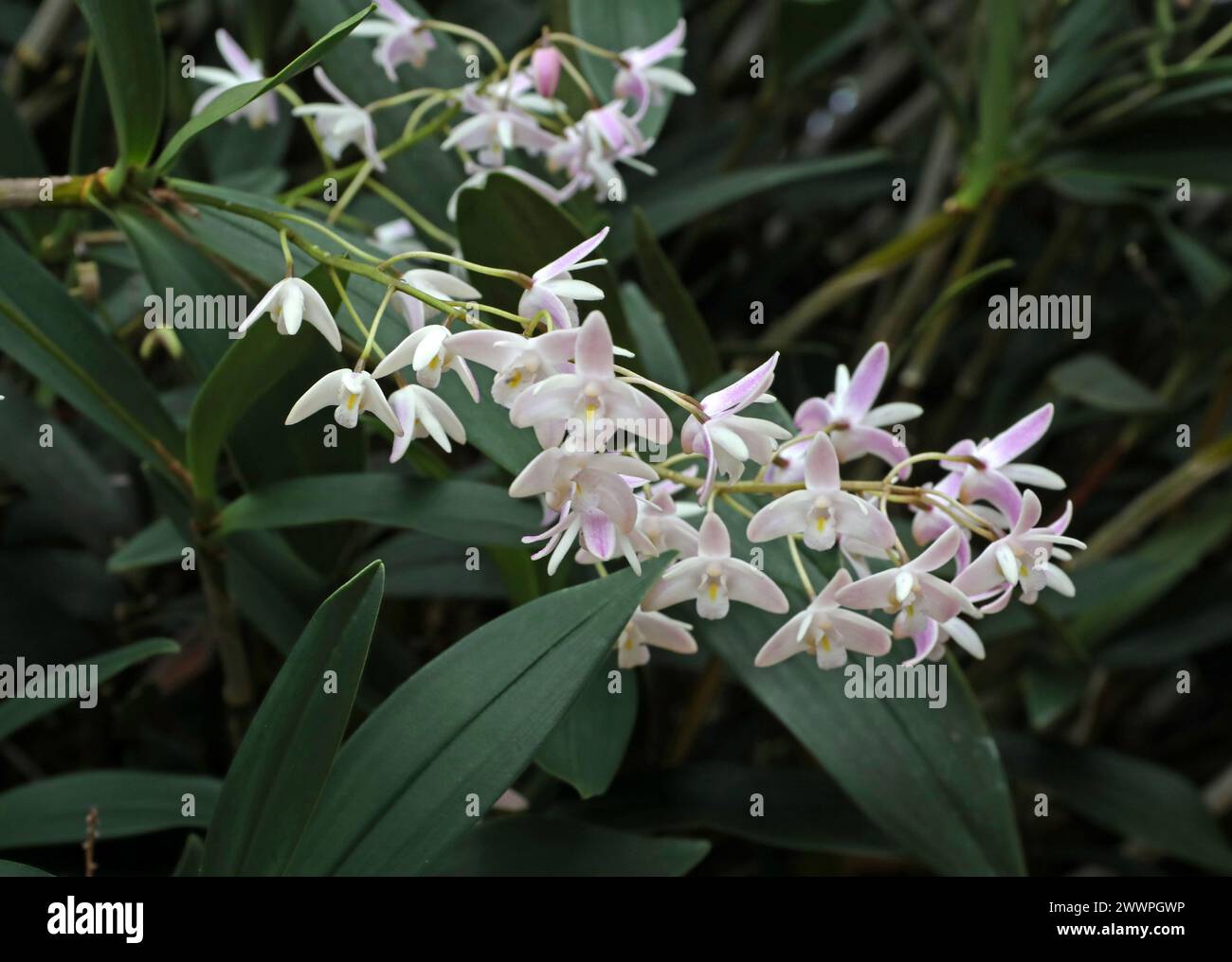 Orchid, Dendrobium delicatum, Dendrobiinae, Orchidaceae. Dendrobium is a genus of mostly epiphytic and lithophytic orchids. Stock Photo