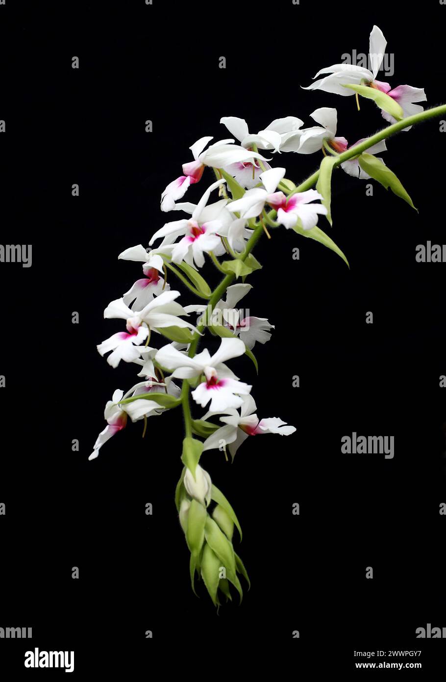 Orchid, Calanthe vestita, Epidendroideae, Orchidaceae. Calanthe vestita is a species of orchid. It is widespread throughout much of Southeast Asia. Stock Photo
