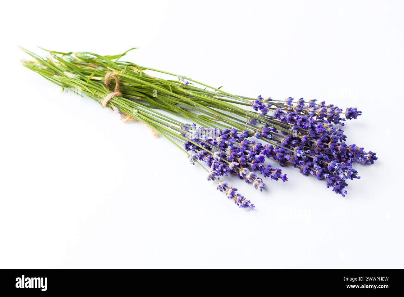 Lavender flowers isolated on white background Stock Photo - Alamy