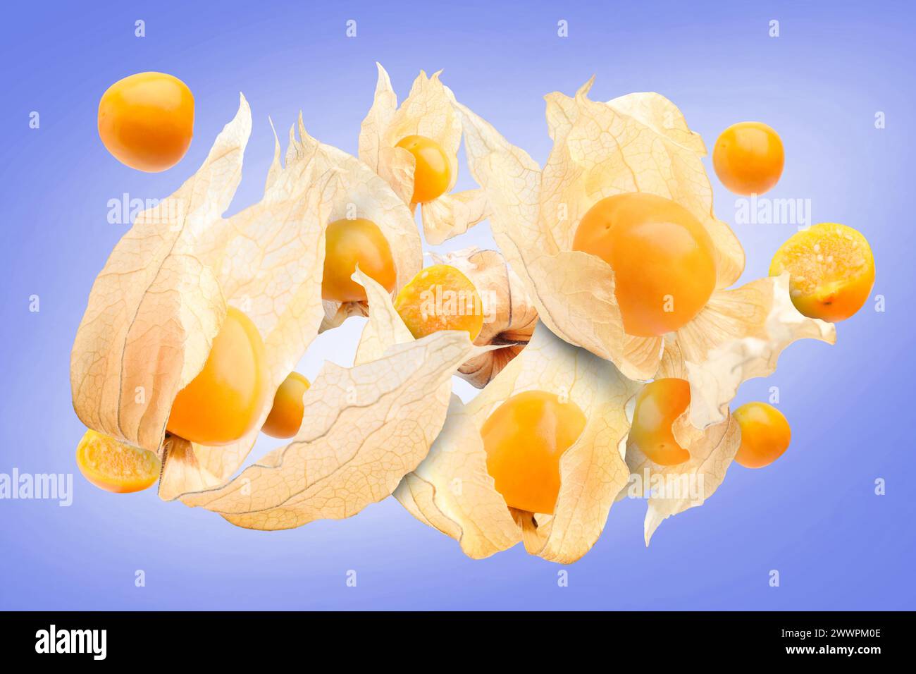 Ripe orange physalis fruits with calyx falling on color gradient background Stock Photo