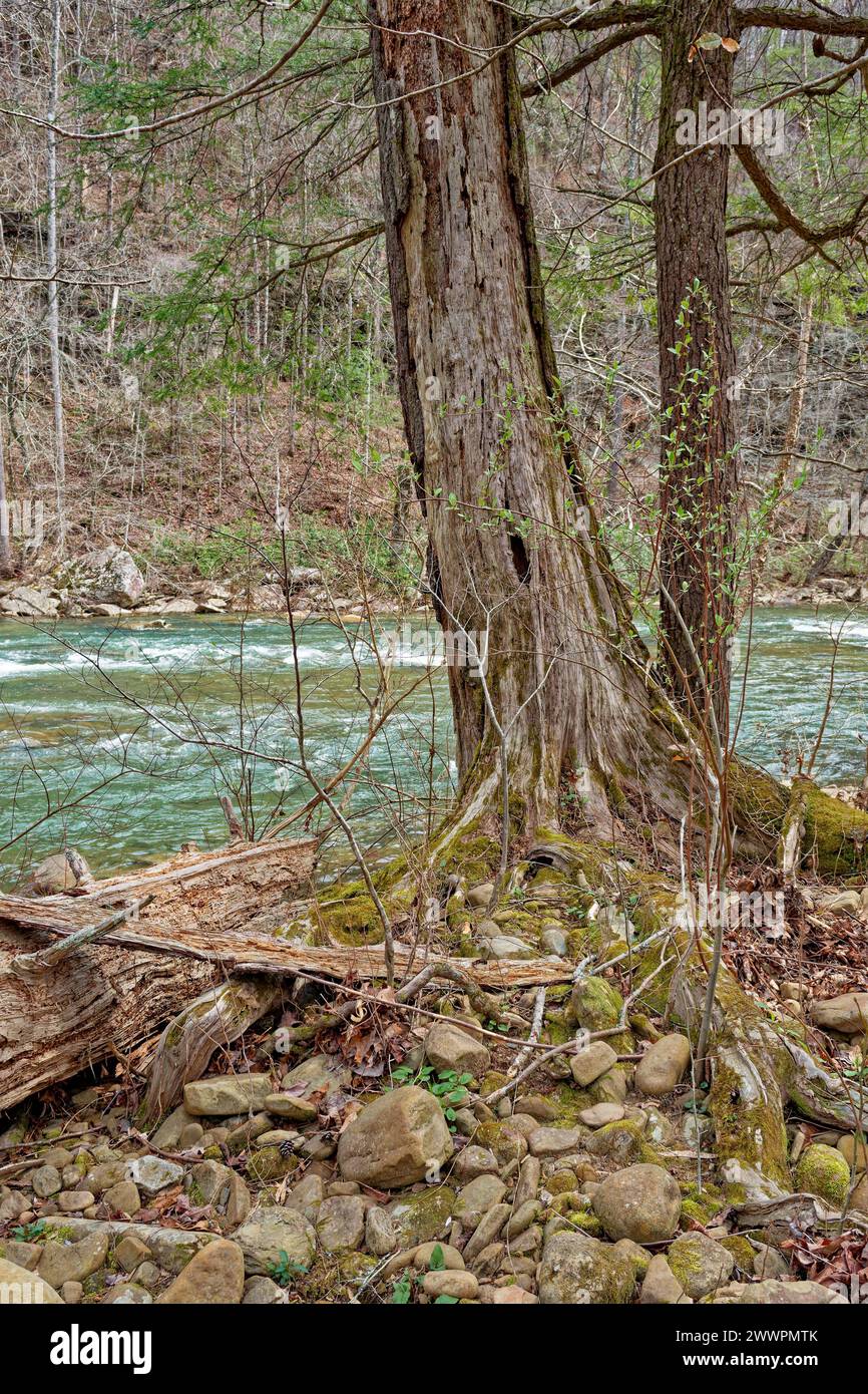 Partial view of a dying tree decaying with exposed roots on the rocks on the shoreline alongside the fast flowing river in early springtime Stock Photo