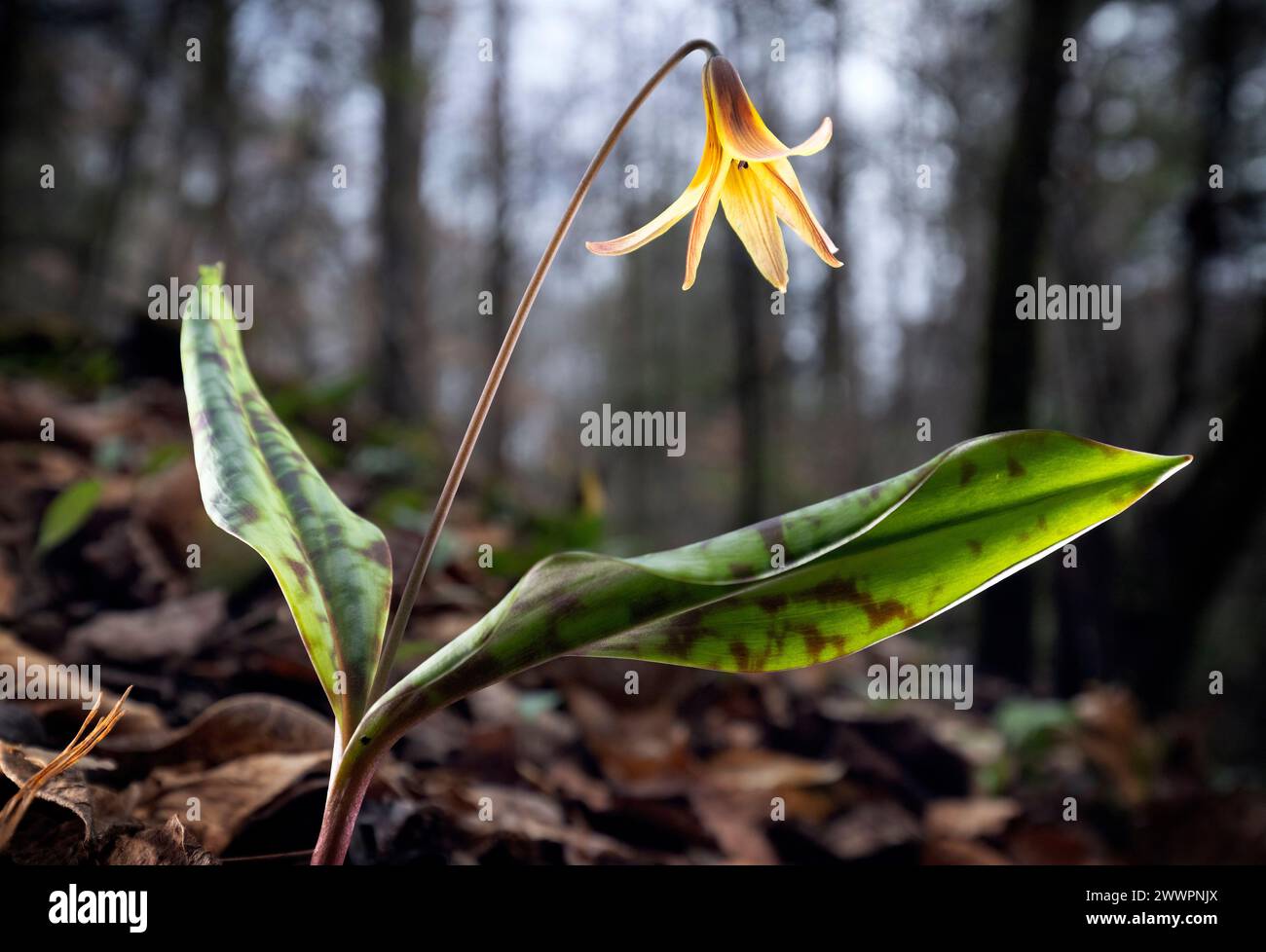 Trout Lily, Dog-Tooth Violet (Erythronium umbilicatum) - Pisgah National Forest, Brevard, North Carolina, USA [Shallow Depth of Field] Stock Photo