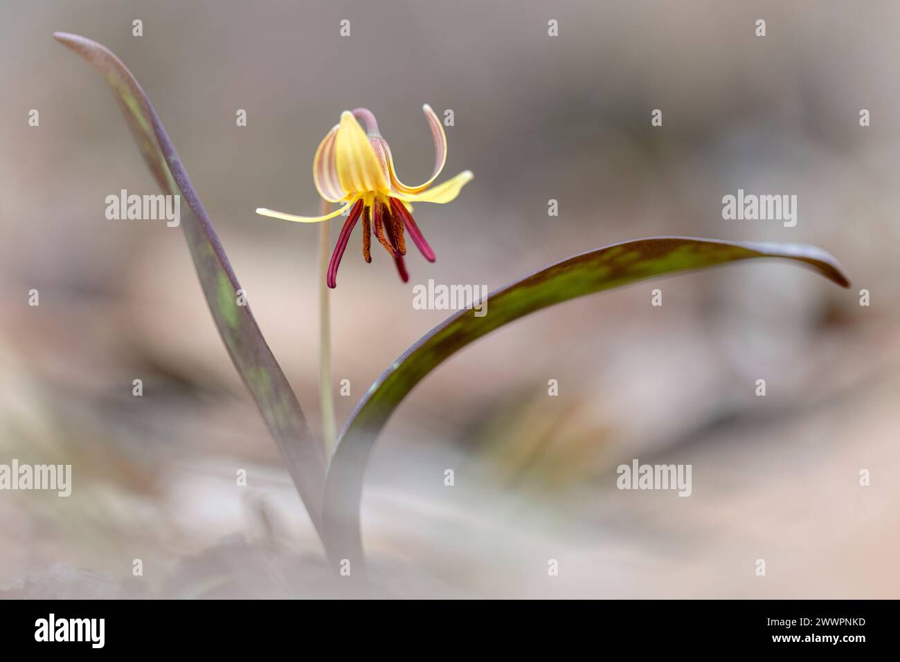 Trout Lily, Dog-Tooth Violet (Erythronium umbilicatum) - Holmes Educational State Forest - Hendersonville, North Carolina, USA [Shallow DOF] Stock Photo