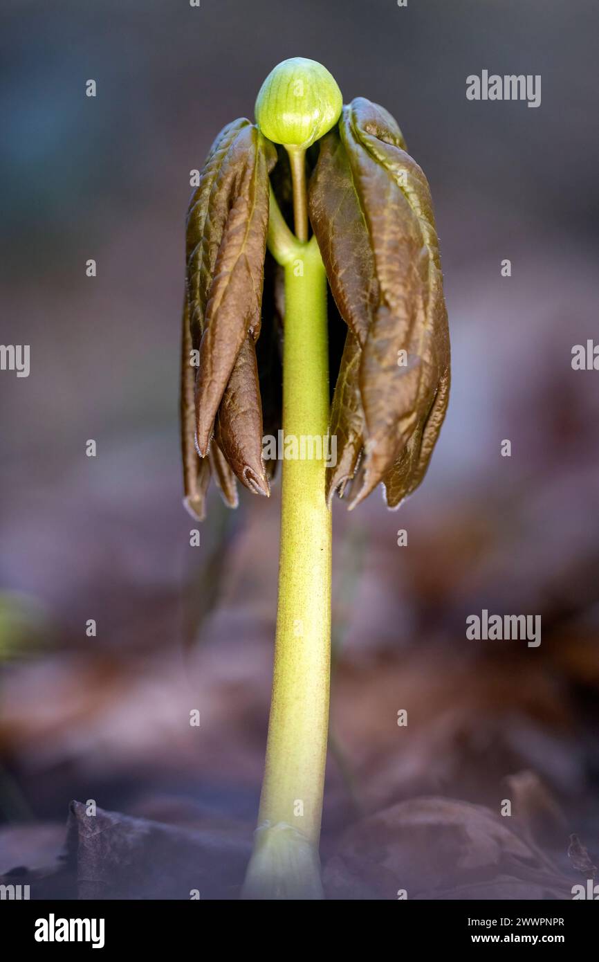 Mayapple plant emerging (Podophyllum peltatum) - Pisgah National Forest, Brevard, North Carolina, USA Stock Photo