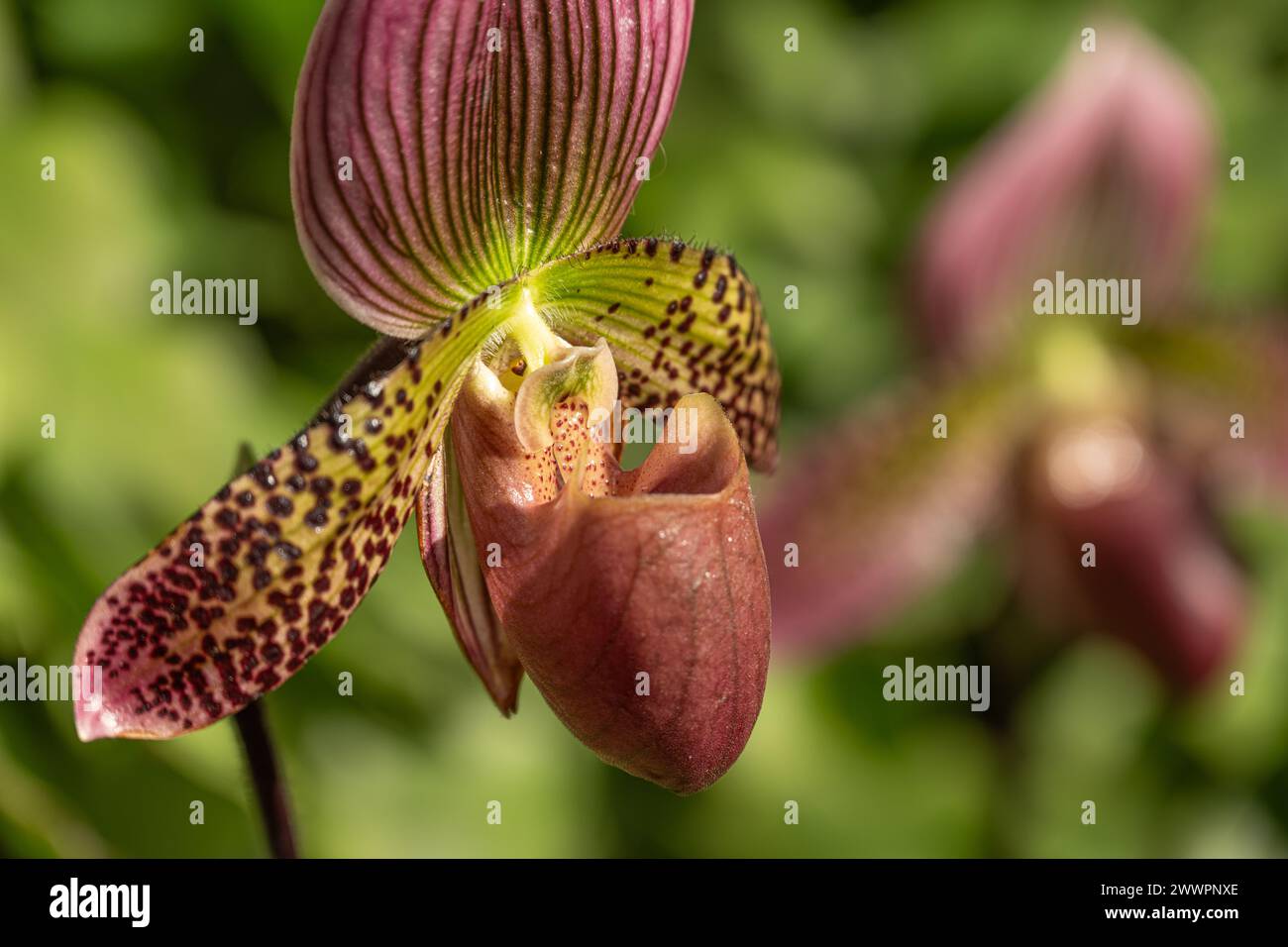 Venus Slipper orchids (Paphiopedilum) at the Atlanta Botanical Garden in Midtown Atlanta, Georgia. (USA) Stock Photo