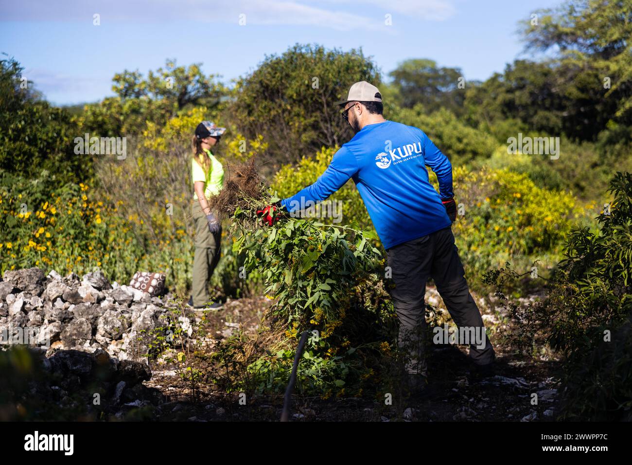 Nick Sinchek, Kalaeloa Heritage Park volunteer, removes invasive plants from Kalaeloa Heritage Park during a Weed Warriors event held in Kapolei, HI, Feb. 23, 2024. The Kalaeloa Heritage Park site is a relatively undisturbed, 11-acre parcel with over 177 recorded cultural sites that consist of a heiau and other habitation sites. Marine Corps Base Hawaii’s Environmental Compliance and Protection Division established the Weed Warriors program to aid in the management of invasive plant species with the support from community members. Stock Photo