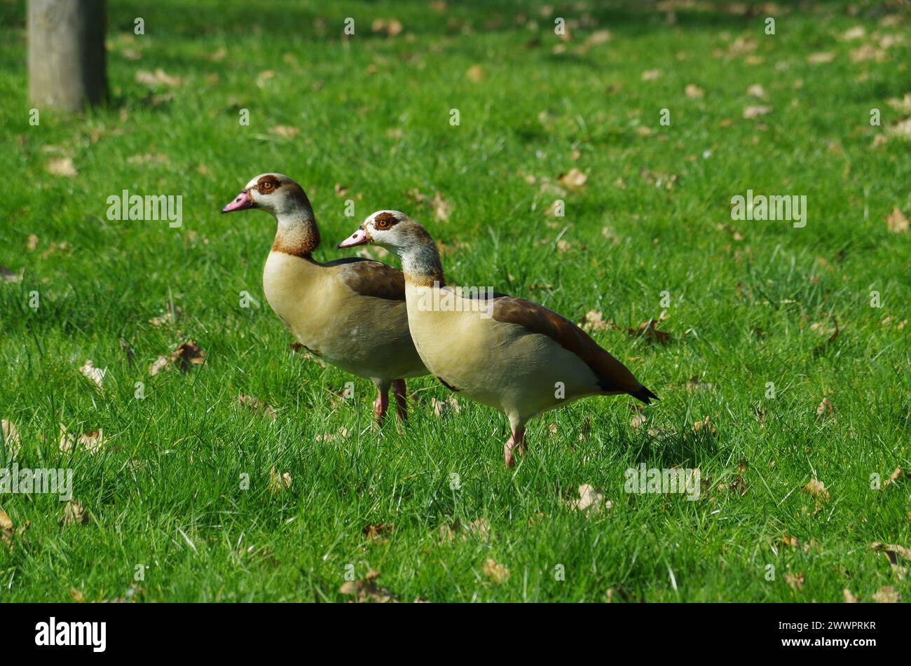 Nil Gooses in Gießen. Stock Photo