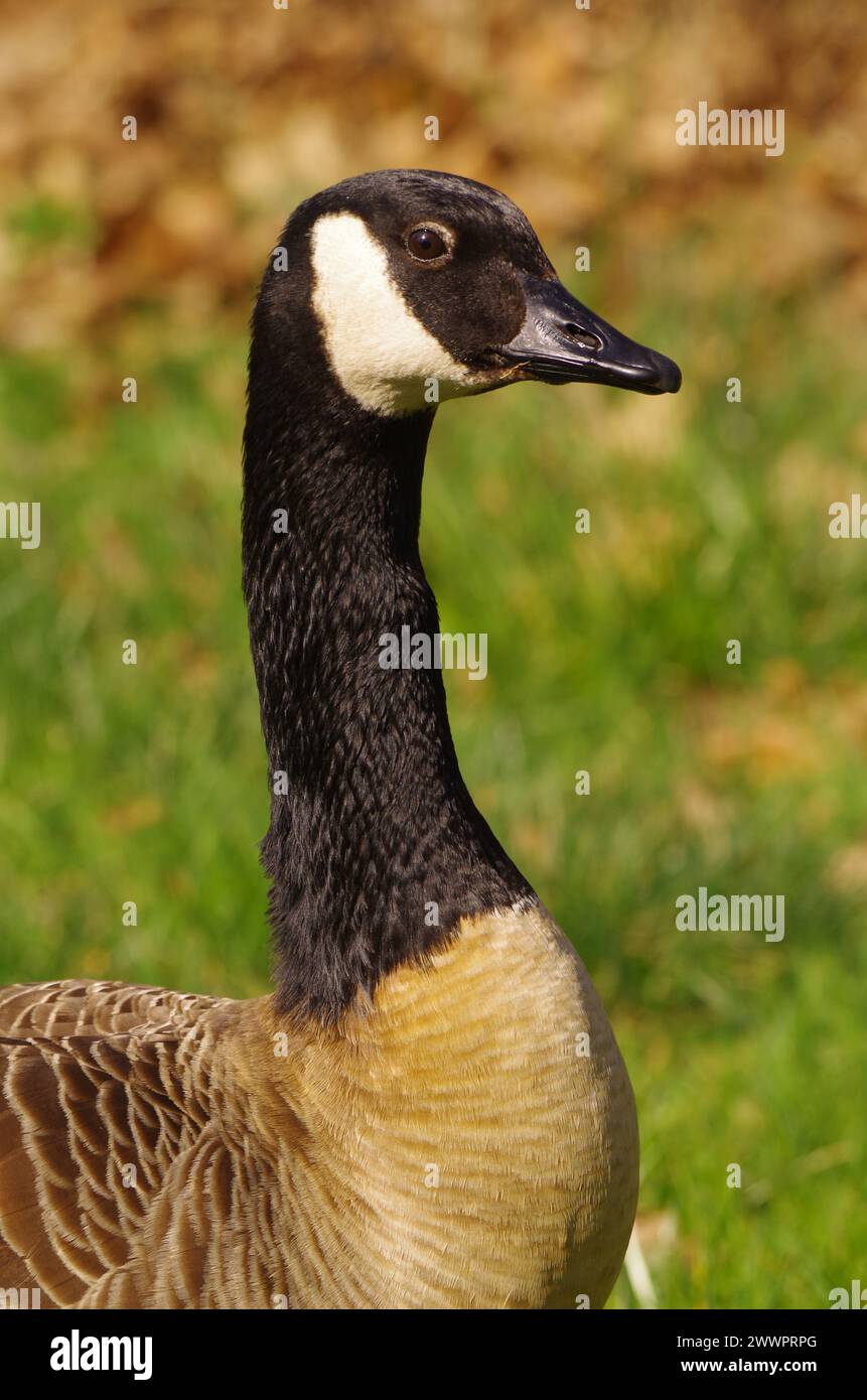 Eurasian goose hi res stock photography and images Alamy
