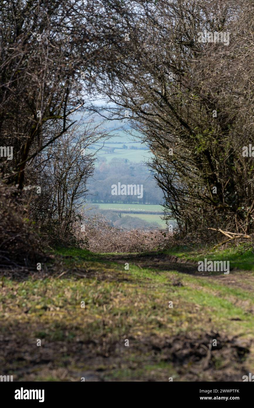 Muddy path with overhanging foliage create a mysterious narrow viewpoint in the countryside. In the distance sheep graze in a field. Stock Photo