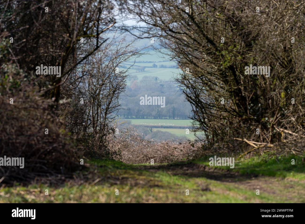 Muddy path with overhanging foliage create a mysterious narrow viewpoint in the countryside. In the distance sheep graze in a field. Stock Photo