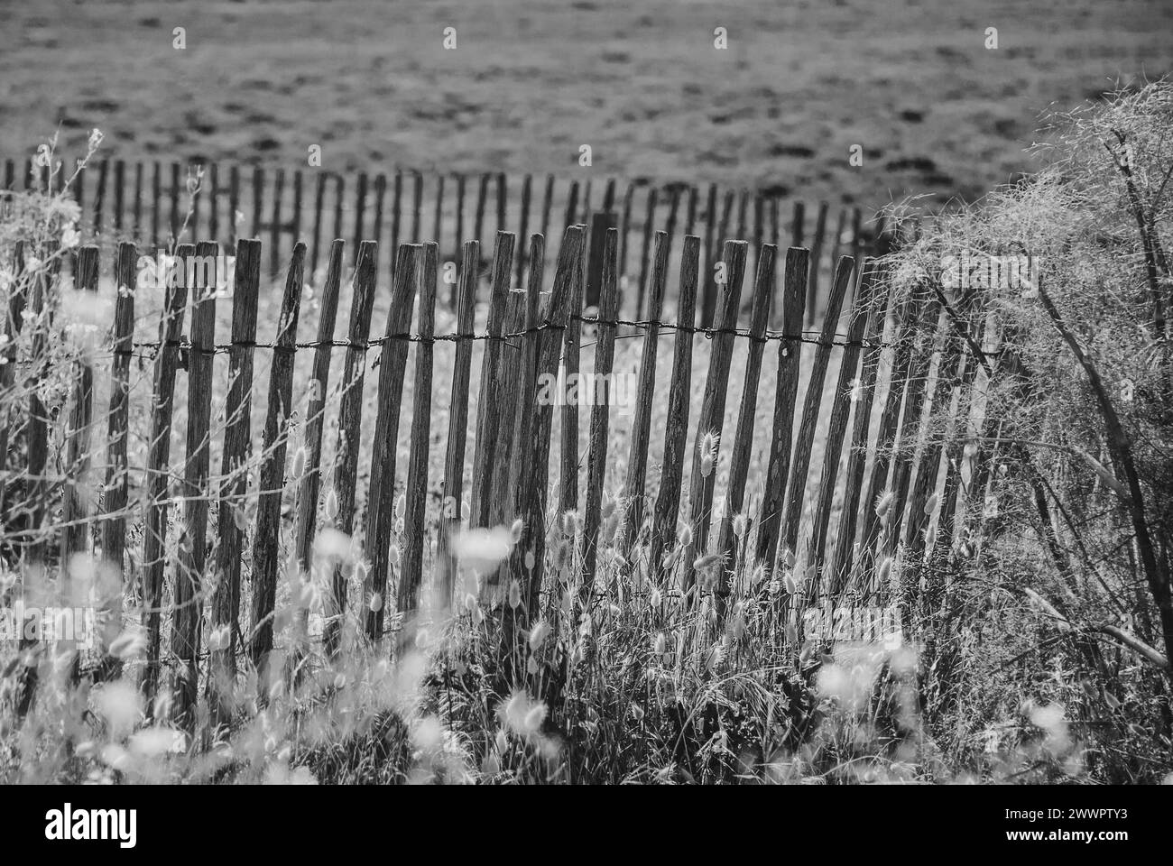 Beach fence on Lesconli beach in Brittany Stock Photo