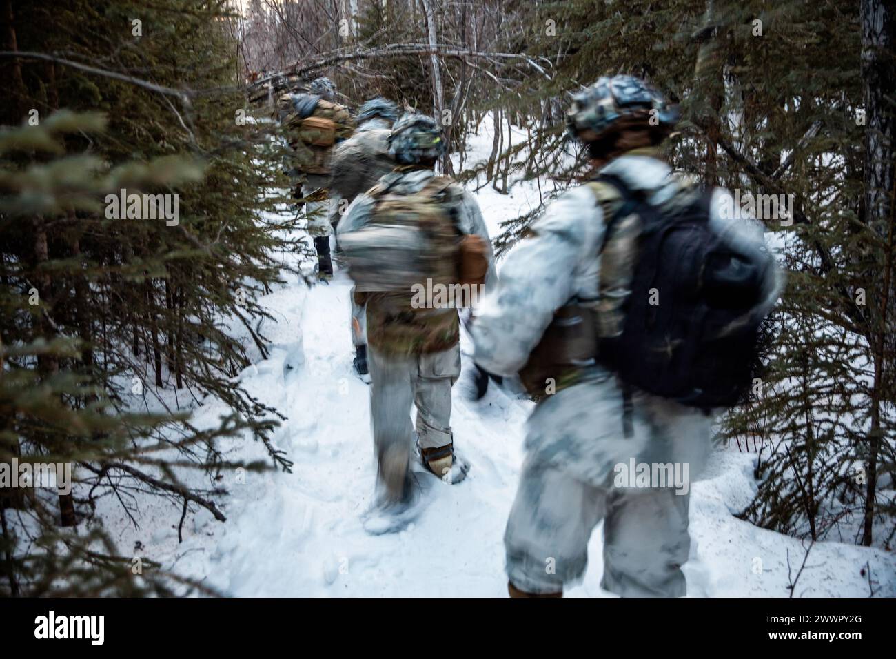 U.S. Soldiers, assigned to 1st Battalion, 5th Infantry Regiment, 1st Infantry Brigade Combat Team, 11th Airborne Division, push forward through a forest during Joint Pacific Multinational Readiness Center 24-02 at Donnelly Training Area, Alaska, Feb. 17, 2024. JPMRC 24-02 is held in the coldest part of the Alaskan winter, exposing roughly 10,000 joint, multi-national service members to unforgiving conditions, transferring the division’s expertise in the Arctic in support of the Army, the DoD and the Nation’s Arctic and Defense Strategies.  Army Stock Photo