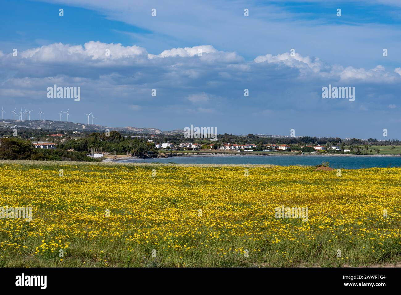Cyprus Field of Crown daisies The Mediterranean Sea in the background Stock Photo