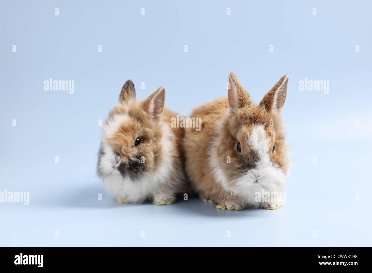 Cute little rabbits on light blue background Stock Photo - Alamy