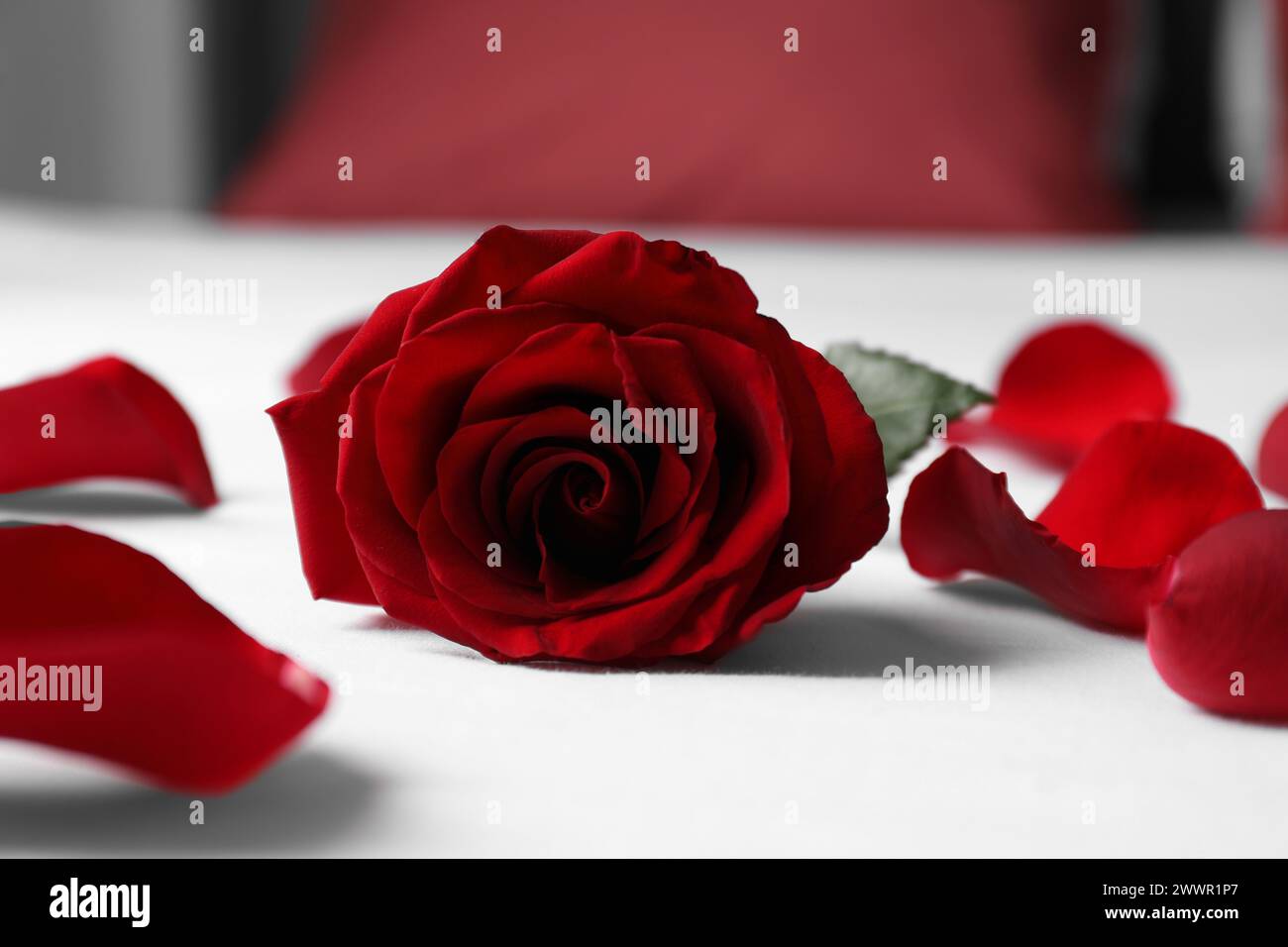 Honeymoon. Red rose and petals on bed, closeup Stock Photo