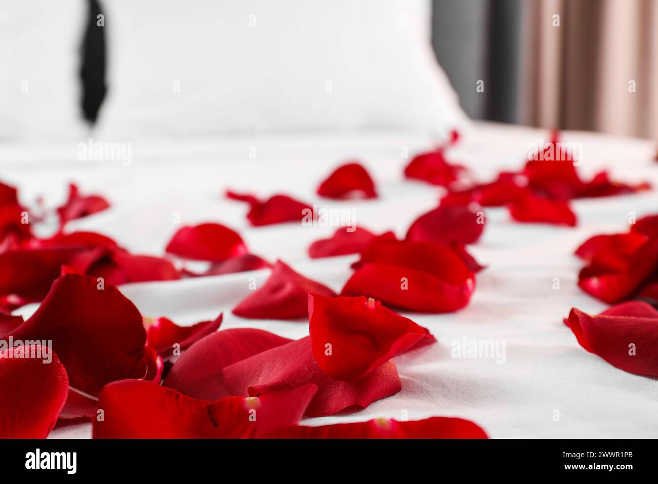 Honeymoon. Beautiful rose petals on bed, closeup Stock Photo