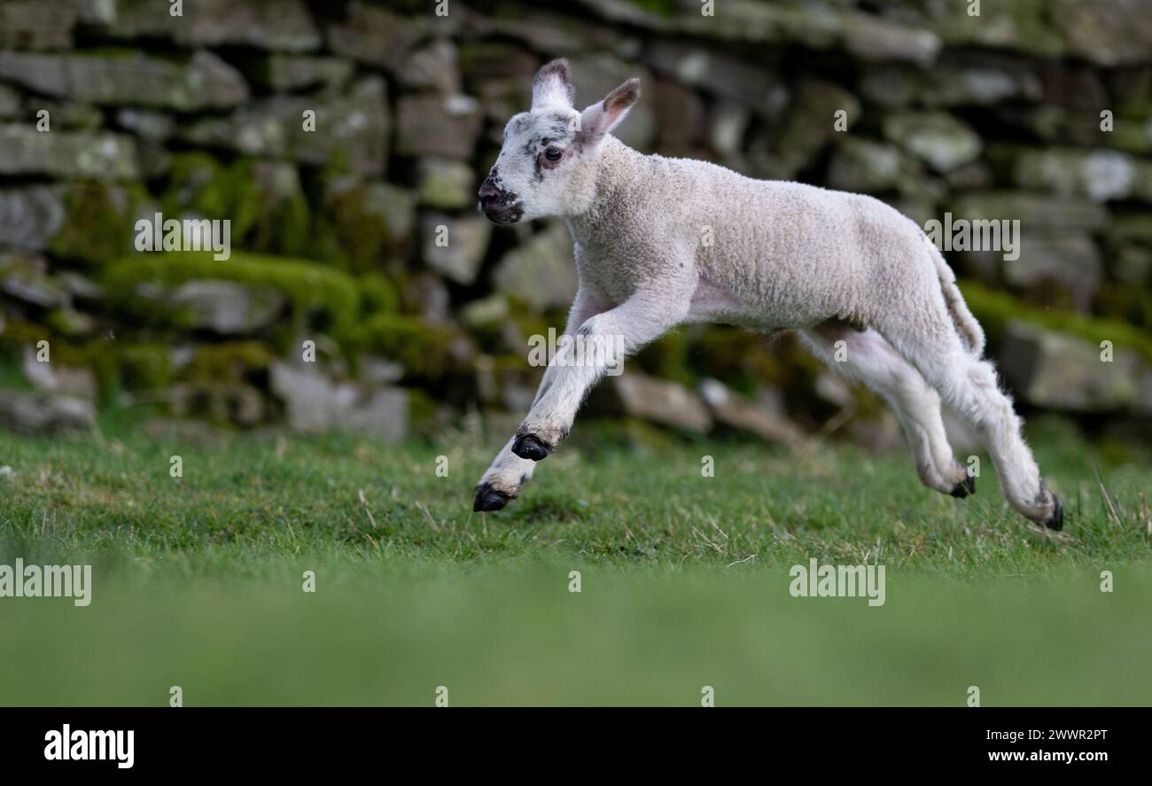 Young lambs running around and playing in the field. Yorkshire Dales, UK Stock Photo