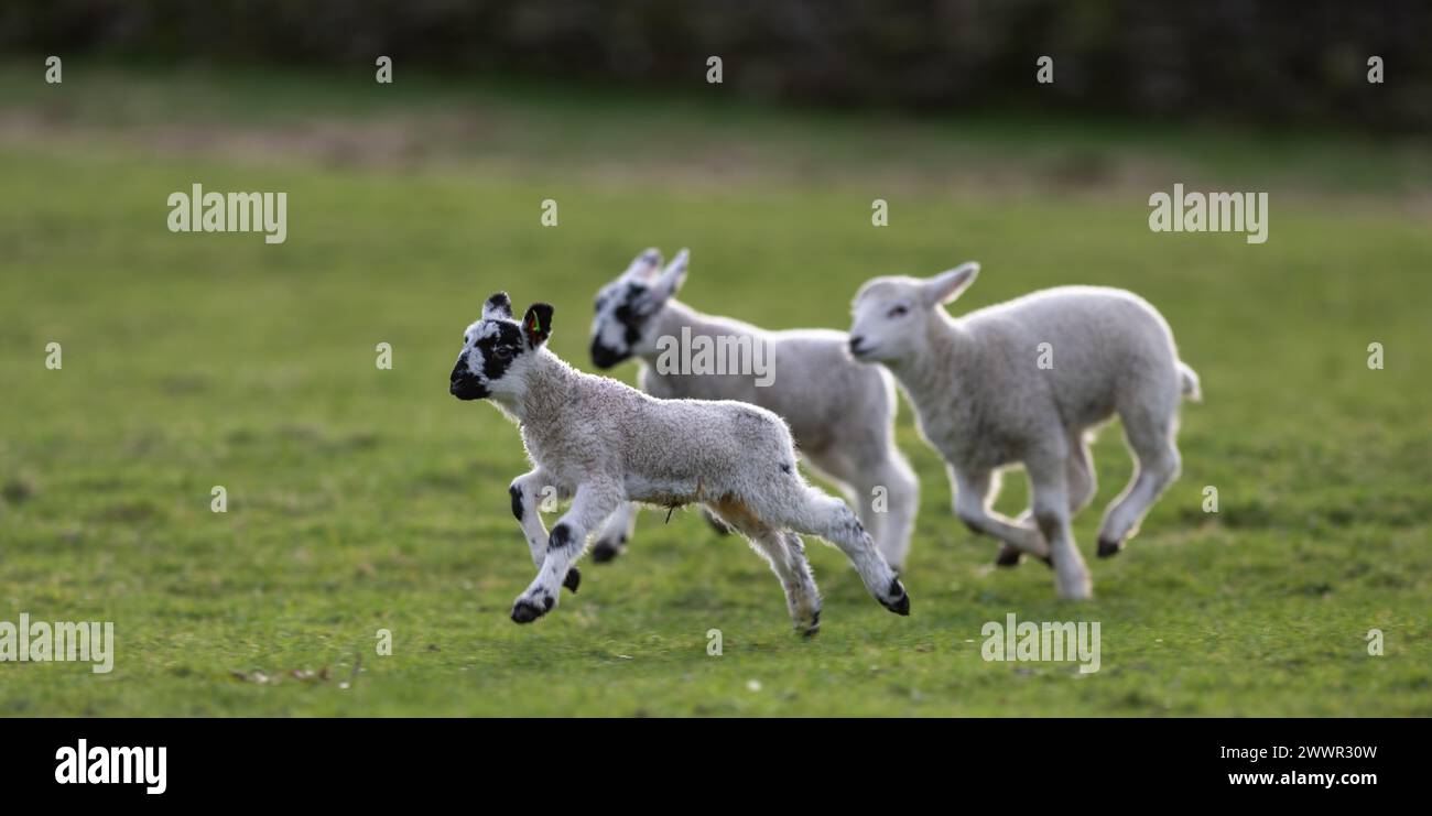 Young lambs running around and playing in the field. Yorkshire Dales, UK Stock Photo