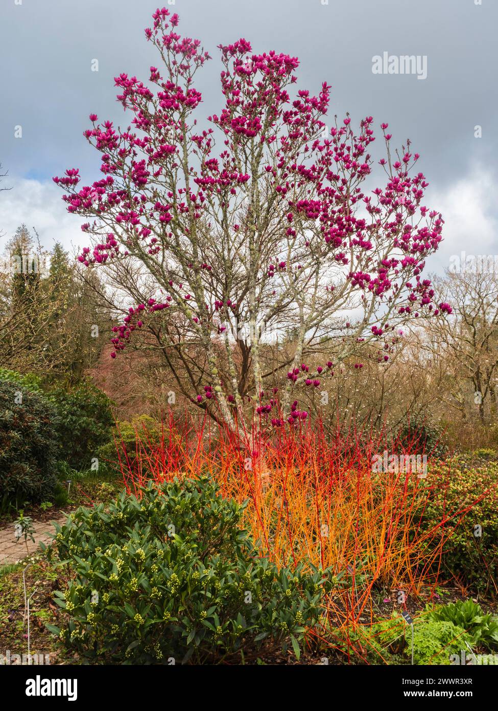 Early spring garden scene at The Garden House, Devon with Magnolia 'Shirazz' and Cornus 'Amy's Midwinter Orange Stock Photo