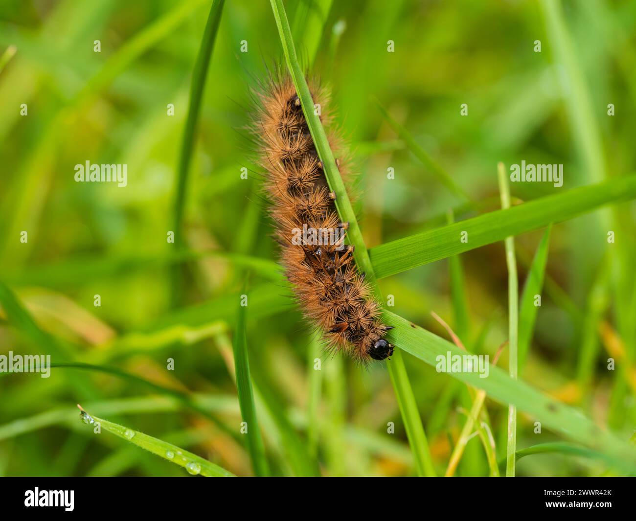 Over wintered caterpillar of Phragmatobia fuliginosa, the Ruby Tiger UK moth, resting on grasses in early spring. Stock Photo