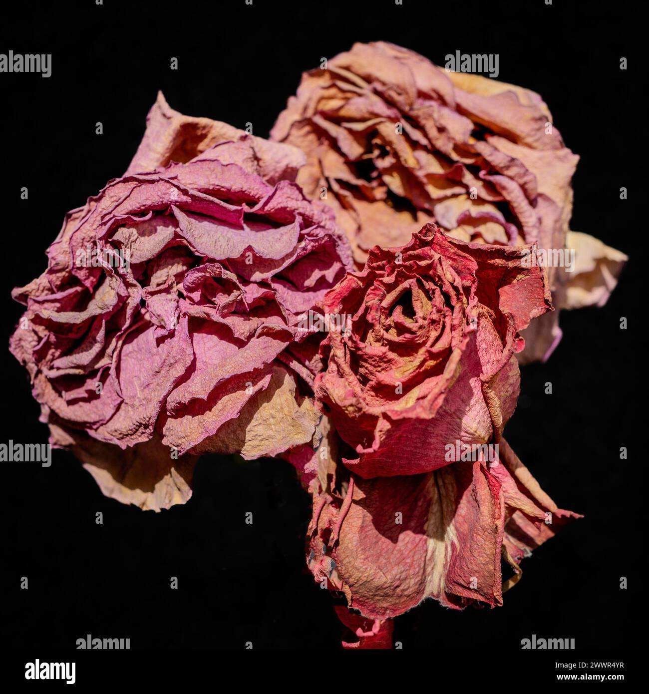 Dried roses close up of three rose blooms. Lilac. Pastel colour