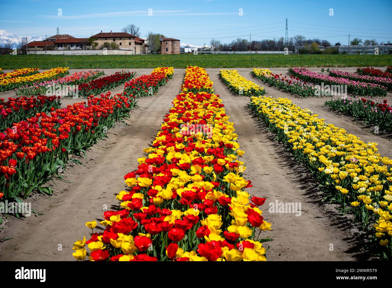 Grugliasco, Italia. 25th Mar, 2024. general view of fields of tulips in bloom in Grugliasco near Turin, north west Italy - Monday, March 25, 2024. News (Photo by Marco Alpozzi/Lapresse) Credit: LaPresse/Alamy Live News Stock Photo
