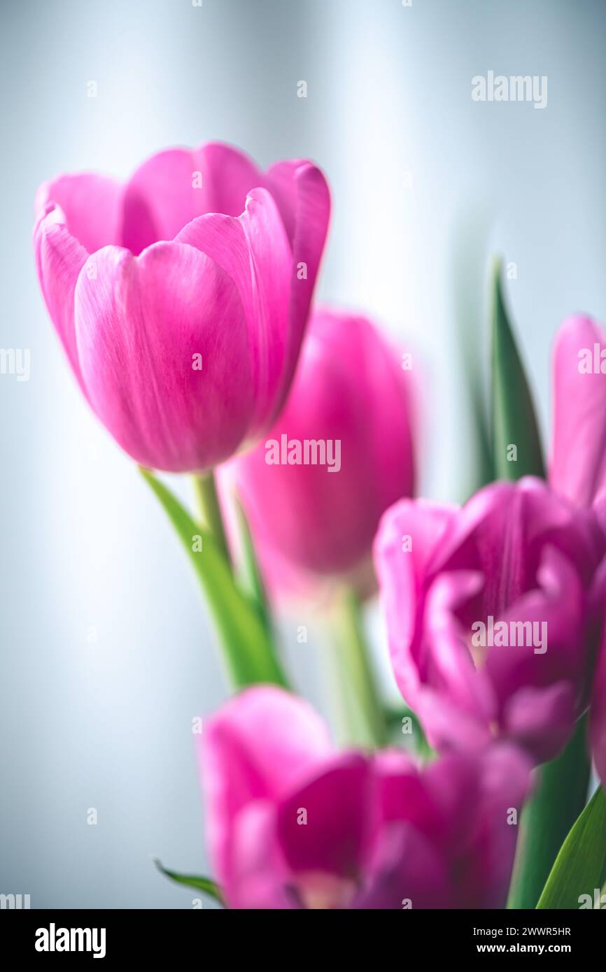 Pink tulips on window background with white tulle. Concept of spring, holiday, spring blossom Stock Photo