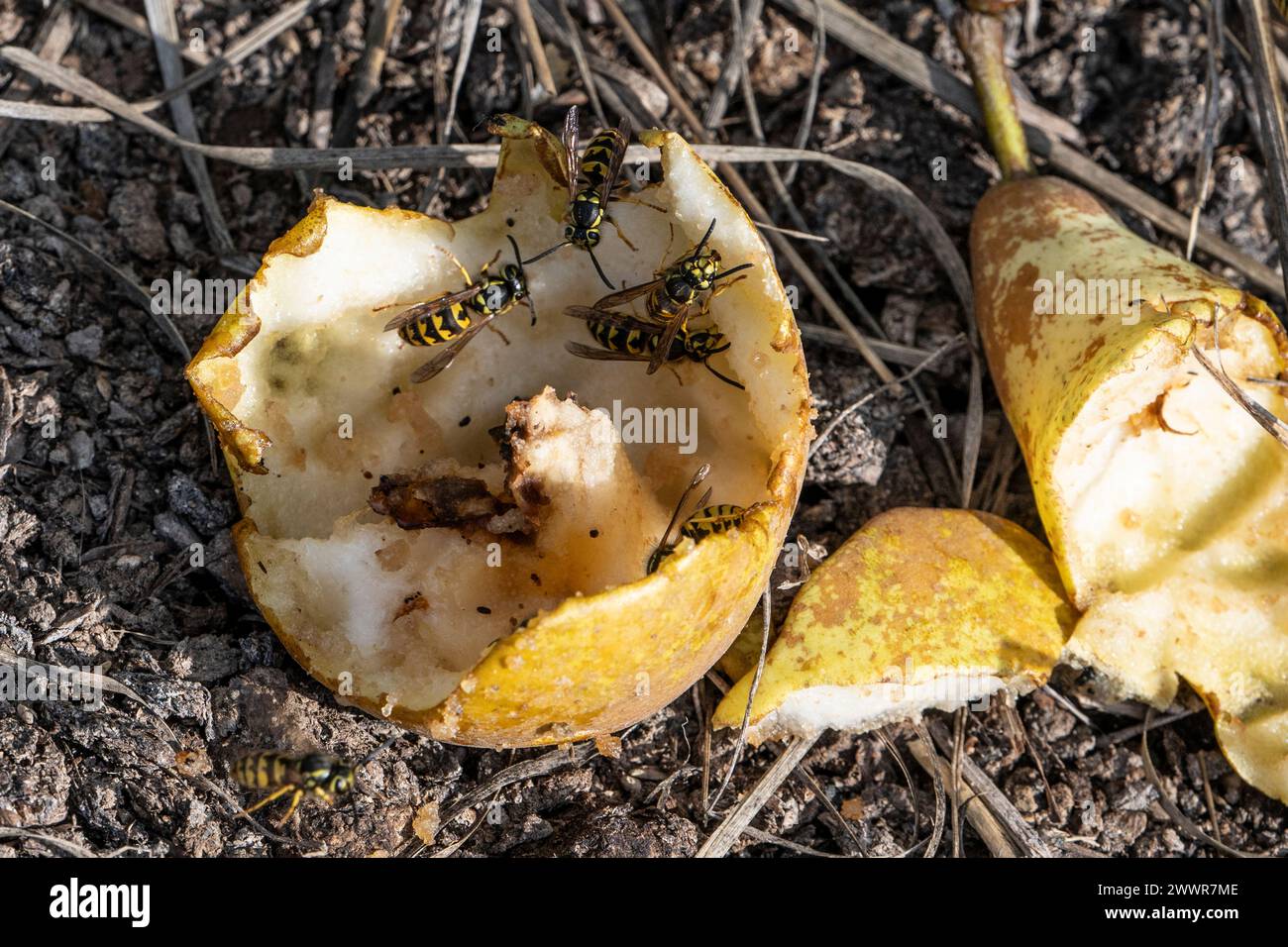 Village of saanichton hi-res stock photography and images - Alamy