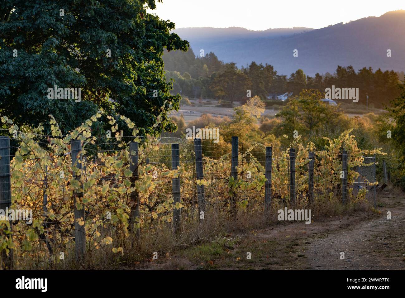 Wire fence in the forest, Saanich Inlet, located between Victoria and ...