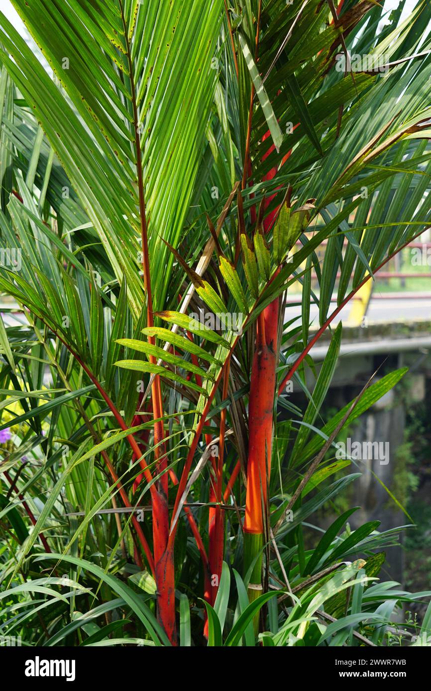 Cyrtostachys renda (Also known red sealing wax palm, red palm, rajah palm) in the garden Stock Photo