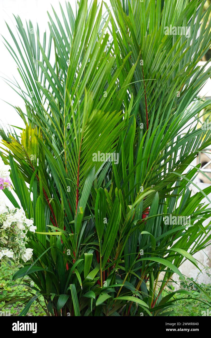 Cyrtostachys renda (Also known red sealing wax palm, red palm, rajah palm) in the garden Stock Photo