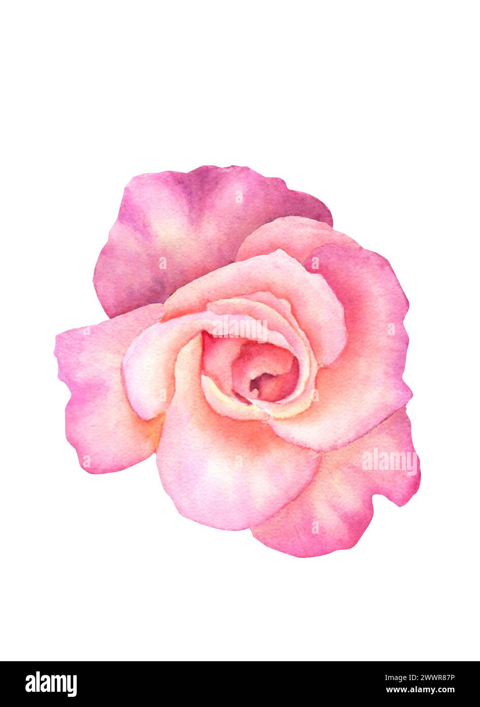 Watercolor pink rose. Isolated rose flower on a white background for ...