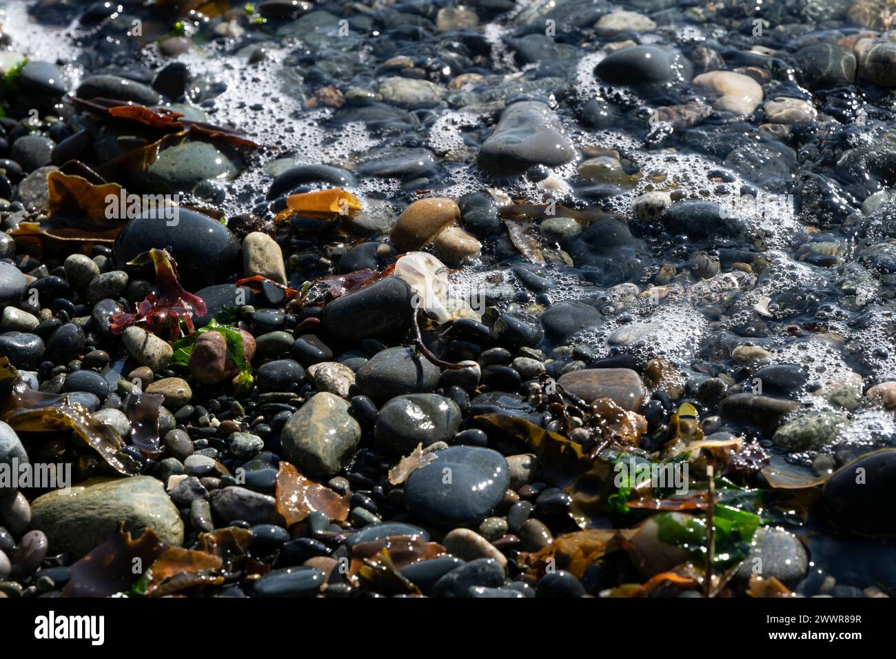 Stones and pebbles on the coastline of Sooke Bay, Vancouver Island, British Columbia, Canada Stock Photo