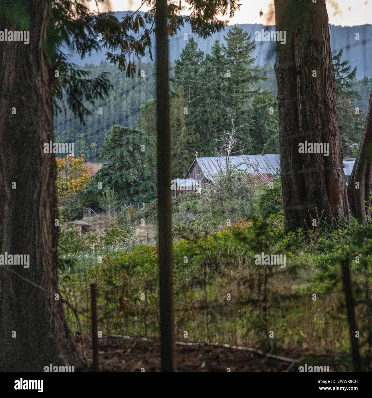 Wire fence in the forest along Saanich Inlet, located between Victoria ...