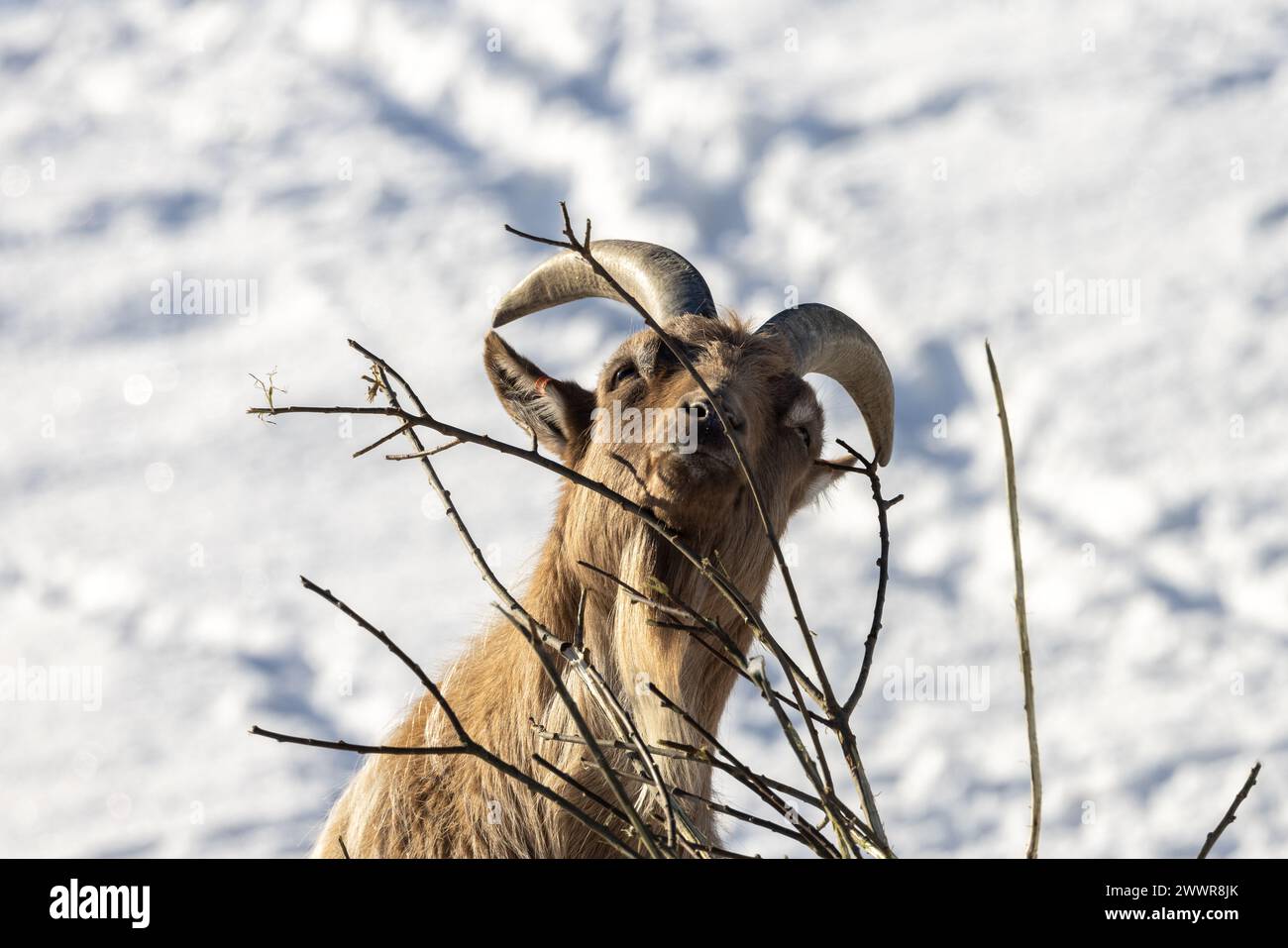 Scandinavian domestic goat feeding from branch with winter background Stock Photo