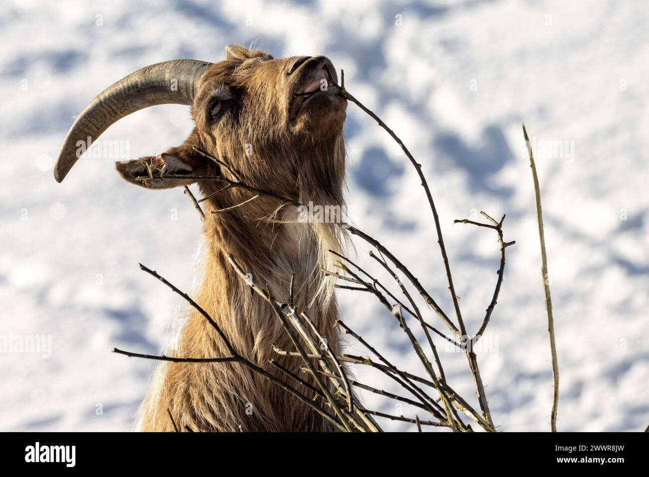 Scandinavian domestic goat feeding from branch with winter background Stock Photo