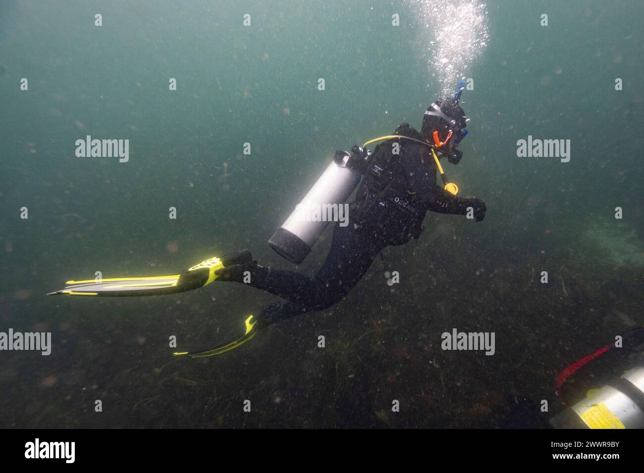 Underwater view of  a scuba diver in the ocean, Ogden Point, Vancouver Island, Victoria, British Columbia, Canada Stock Photo
