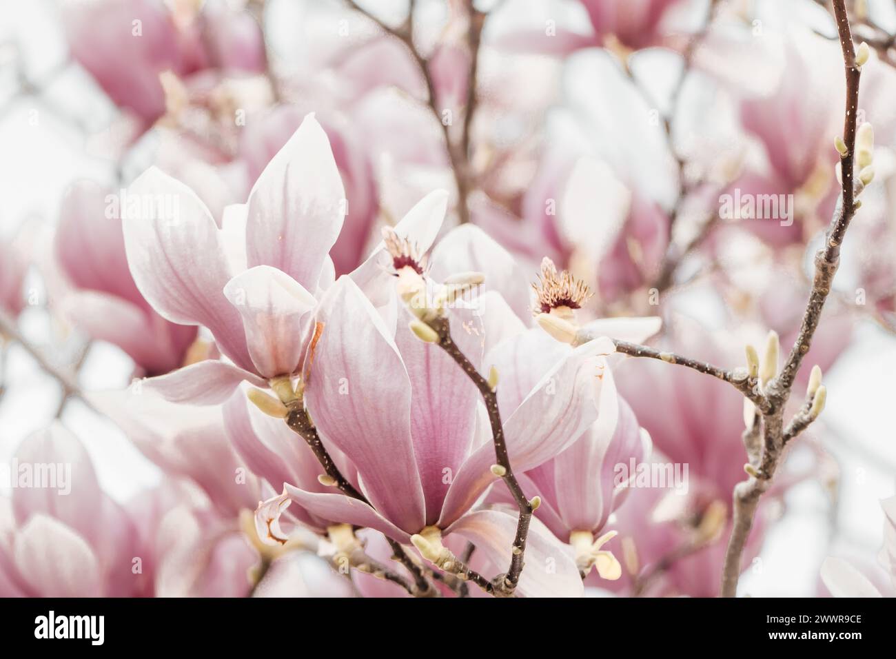 Magnolia Sulanjana flowers with petals in the spring season. beautiful ...